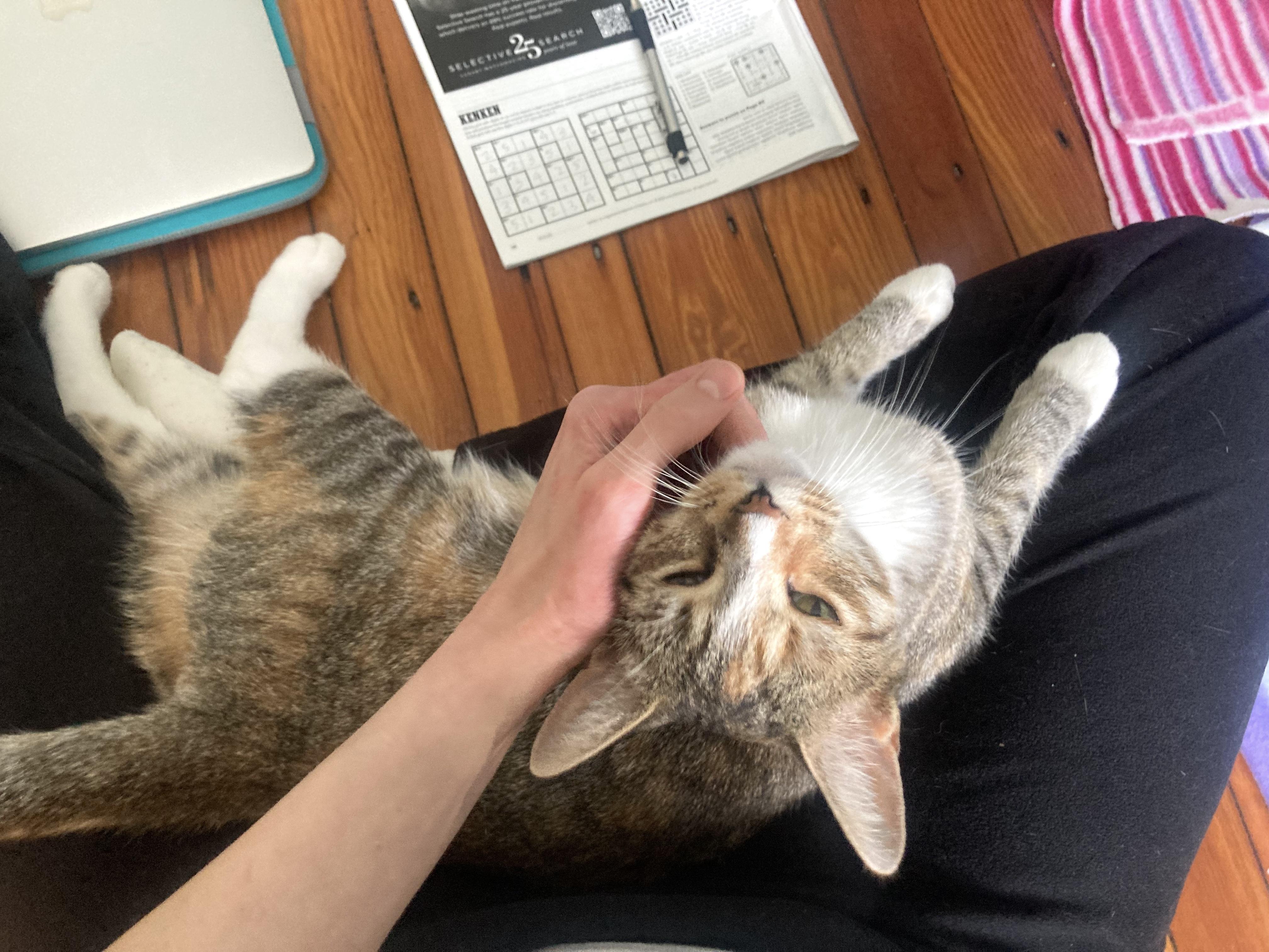 Milkgrass, a Adoptable Domestic Short Hair in Philadelphia, PA image 3/6