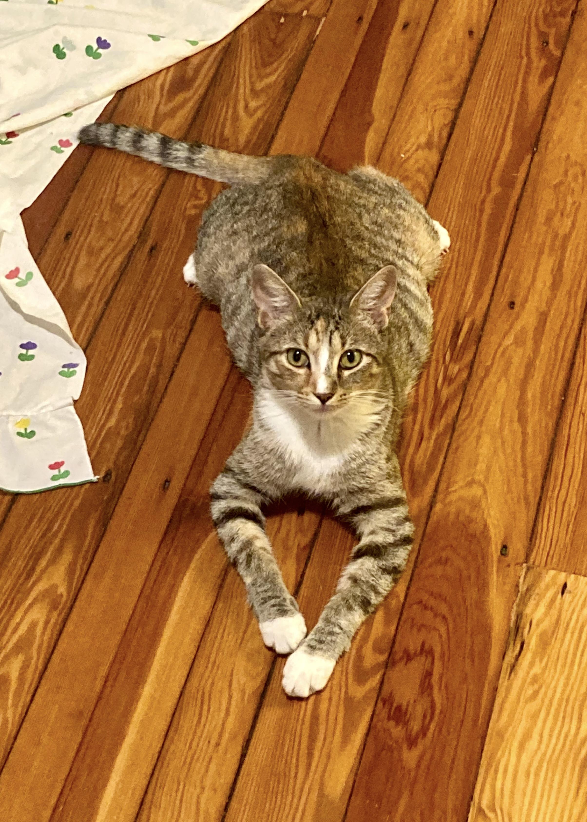 Milkgrass, a Adoptable Domestic Short Hair in Philadelphia, PA image 4/6