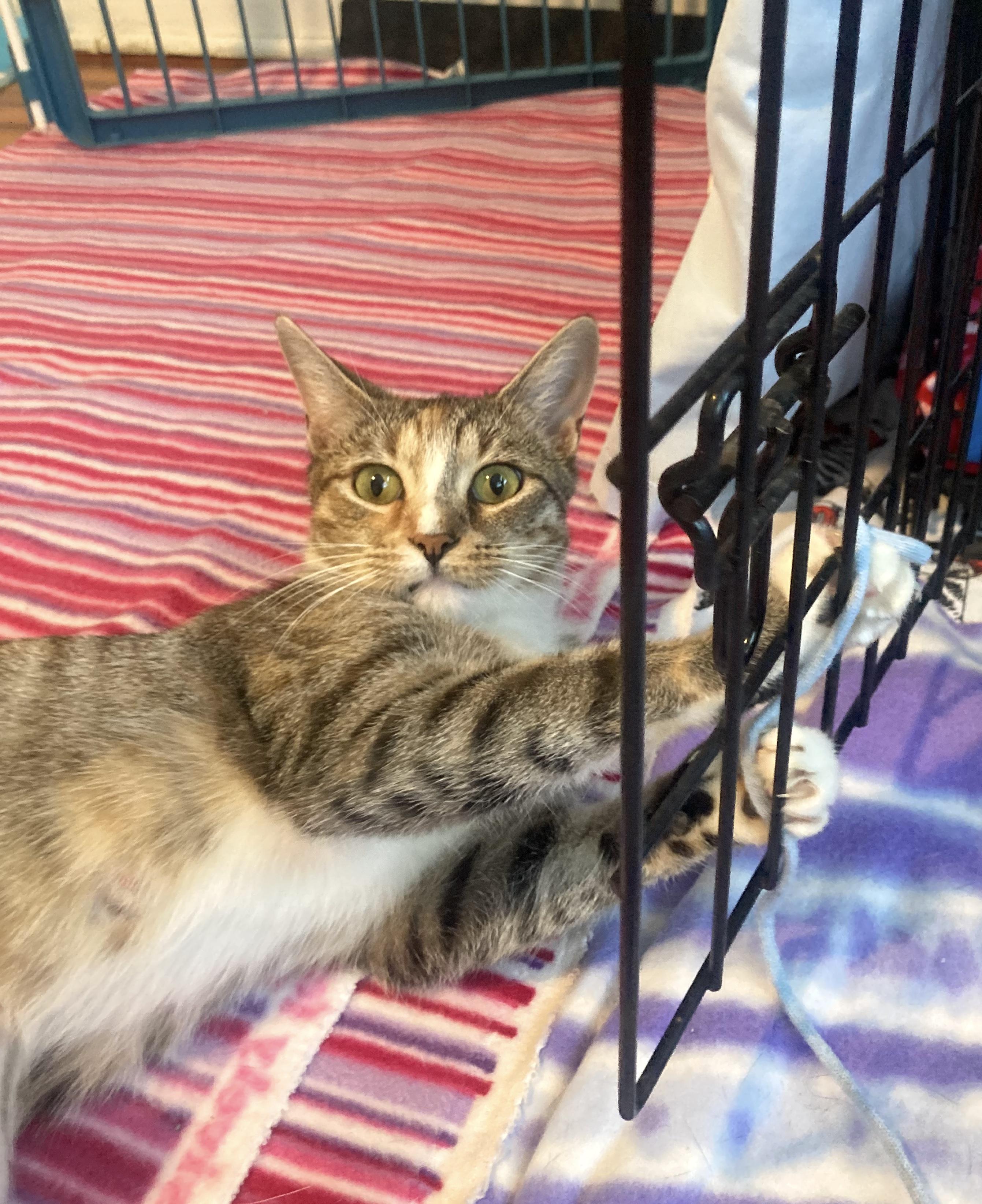 Milkgrass, a Adoptable Domestic Short Hair in Philadelphia, PA image 5/6