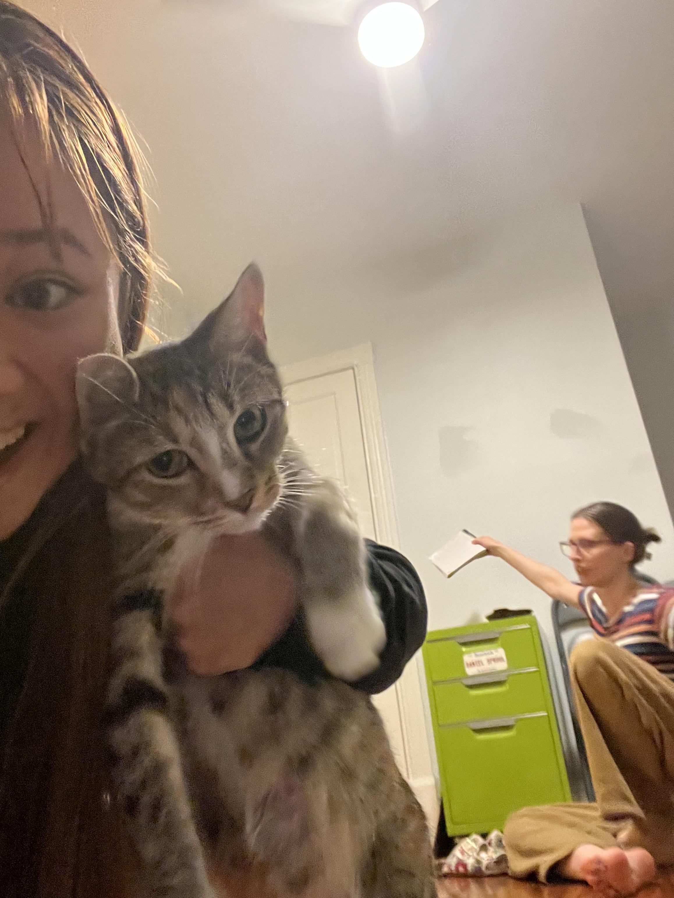 Milkgrass, a Adoptable Domestic Short Hair in Philadelphia, PA image 6/6