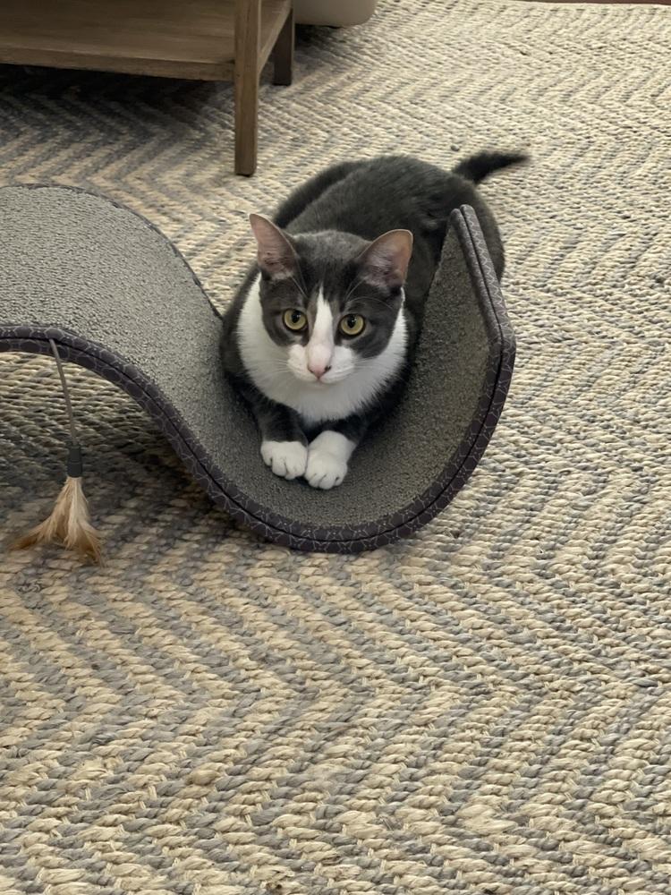 Enlarge Michelle, a Adoptable Domestic Short Hair in Salisbury, NC image 1/6