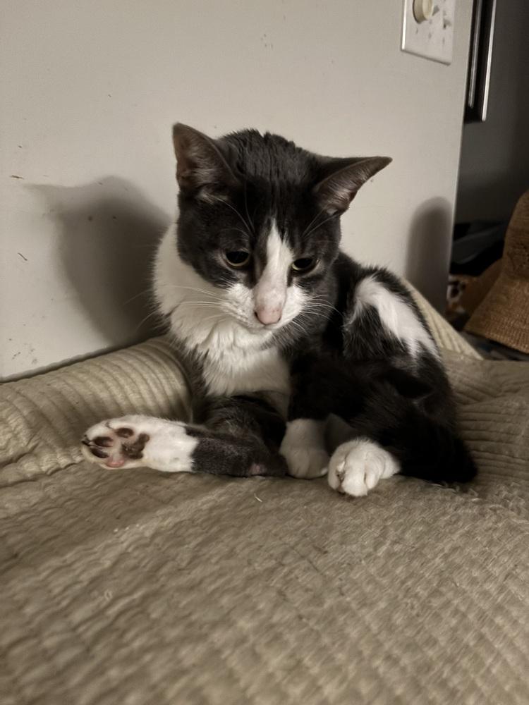 Enlarge Michelle, a Adoptable Domestic Short Hair in Salisbury, NC image 2/6
