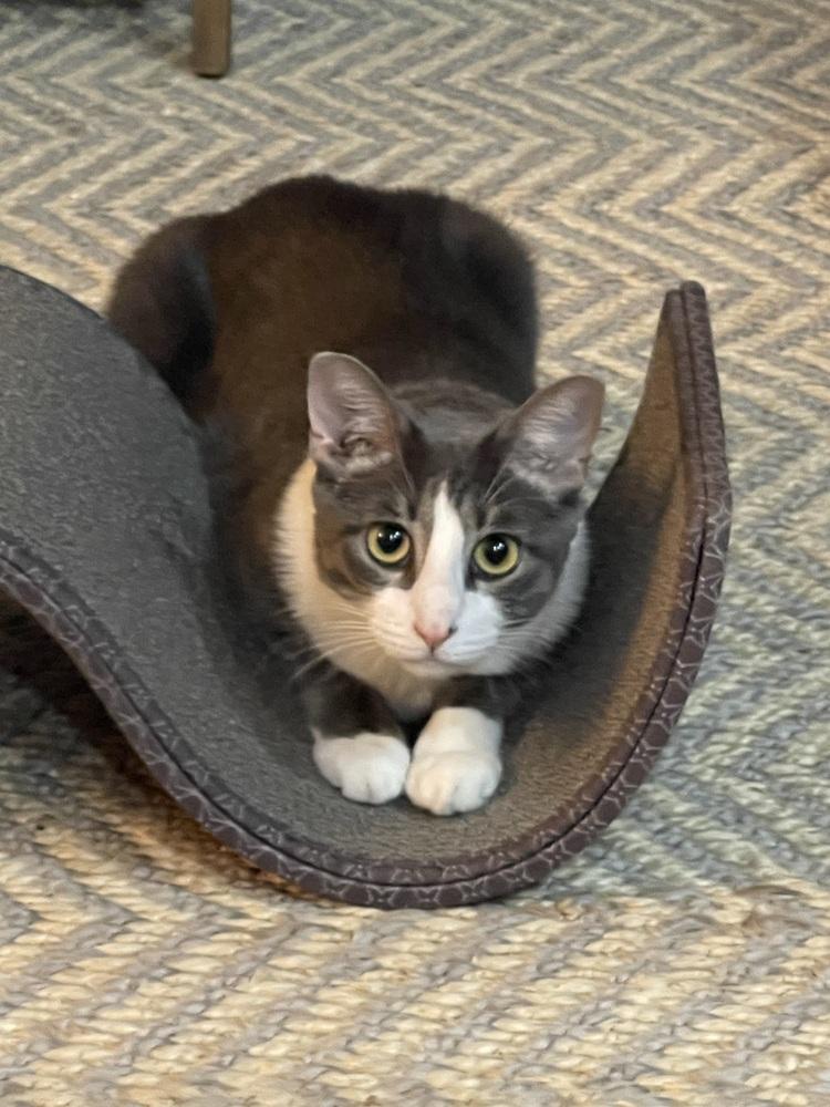 Enlarge Michelle, a Adoptable Domestic Short Hair in Salisbury, NC image 5/6