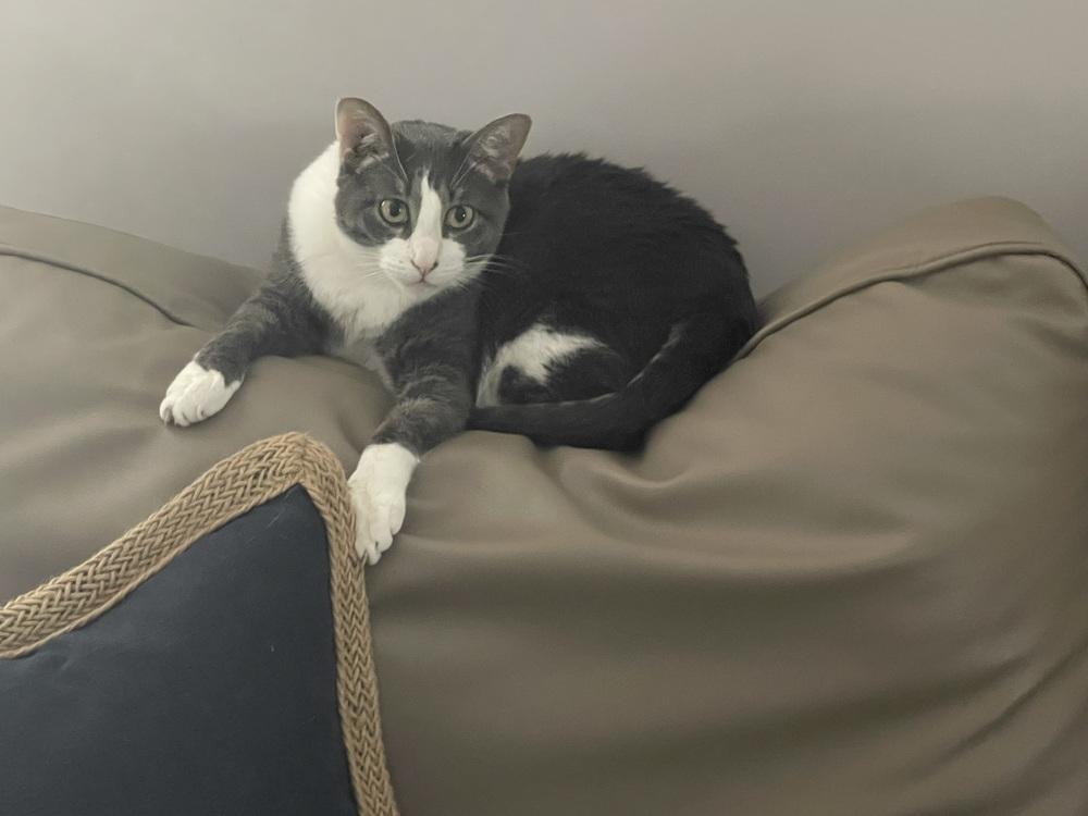 Enlarge Michelle, a Adoptable Domestic Short Hair in Salisbury, NC image 6/6