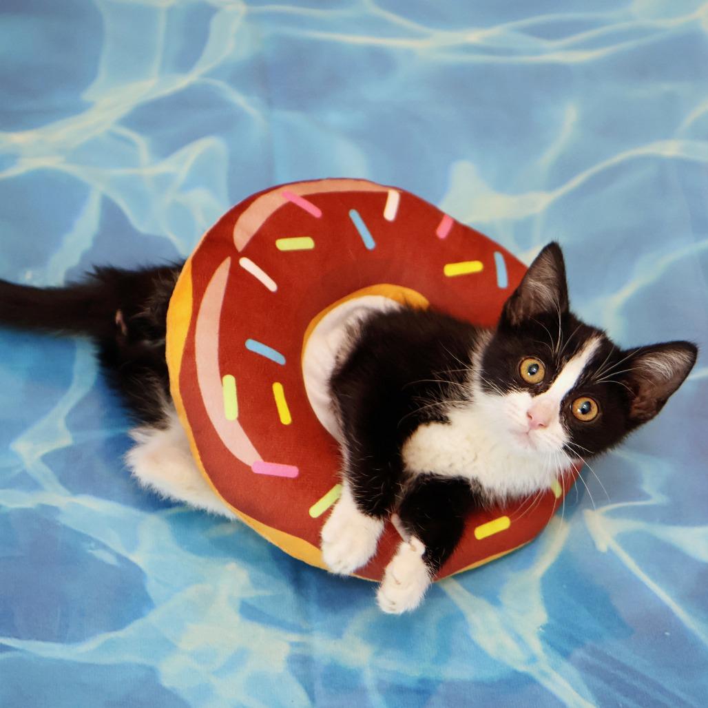 Tuesday, Adoptable, Kitten Female Domestic Short Hair.