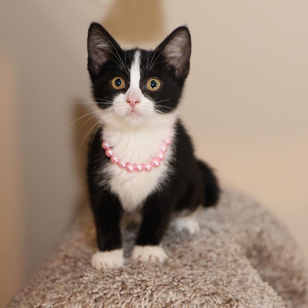 Enlarge Tuesday, a Adoptable Domestic Short Hair in FAIRWAY, KS image 2/6