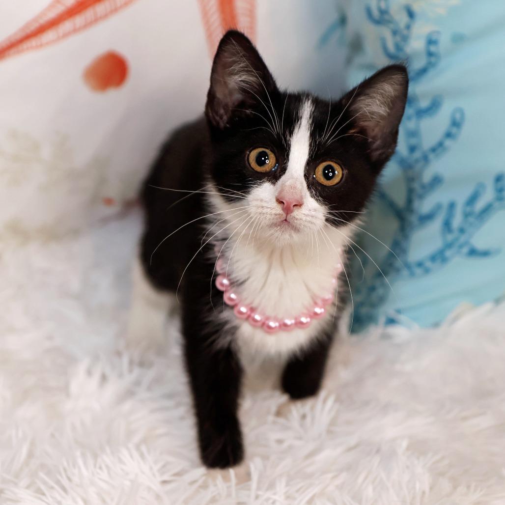 Enlarge Tuesday, a Adoptable Domestic Short Hair in FAIRWAY, KS image 3/6