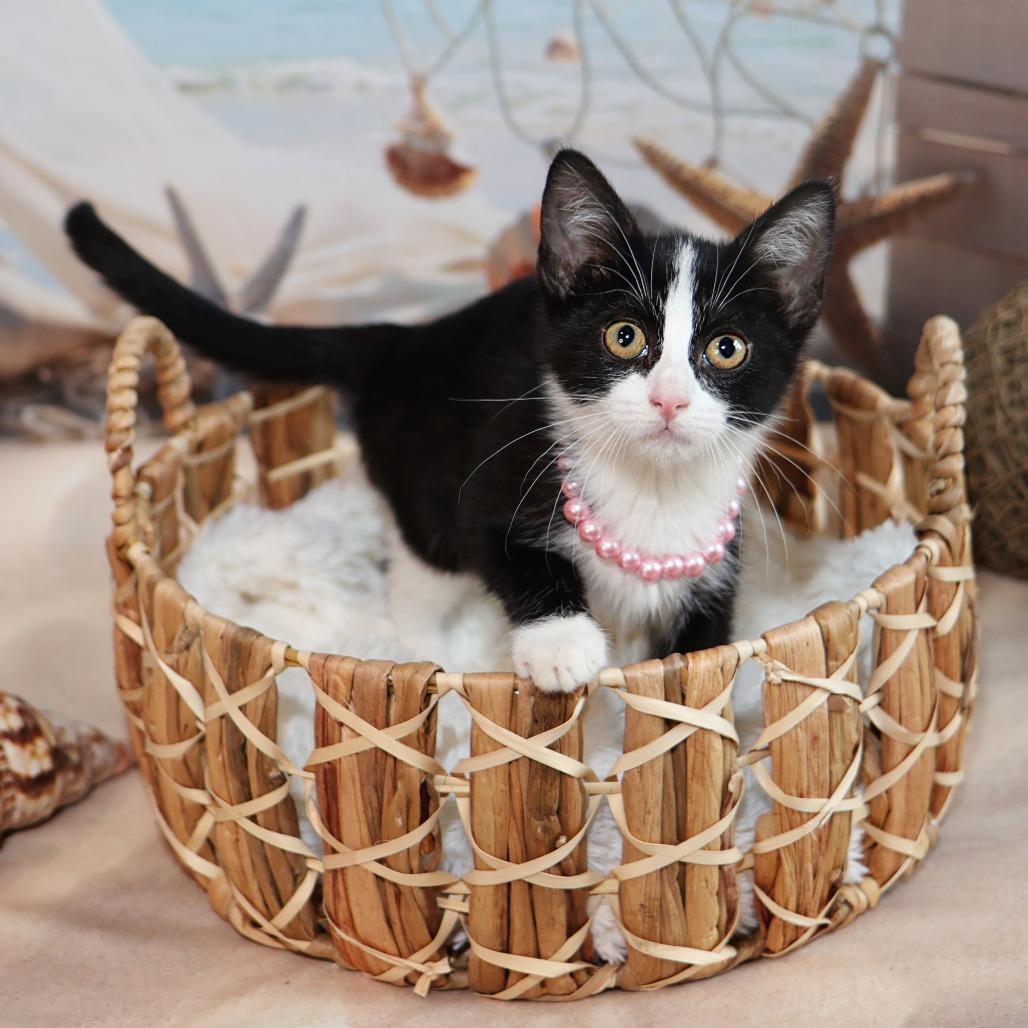 Enlarge Tuesday, a Adoptable Domestic Short Hair in FAIRWAY, KS image 4/6