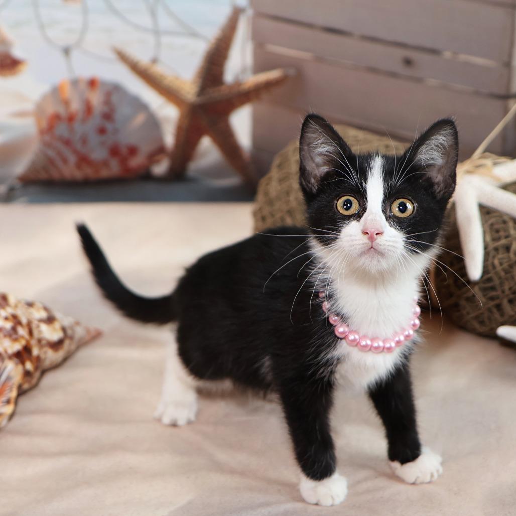 Enlarge Tuesday, a Adoptable Domestic Short Hair in FAIRWAY, KS image 5/6