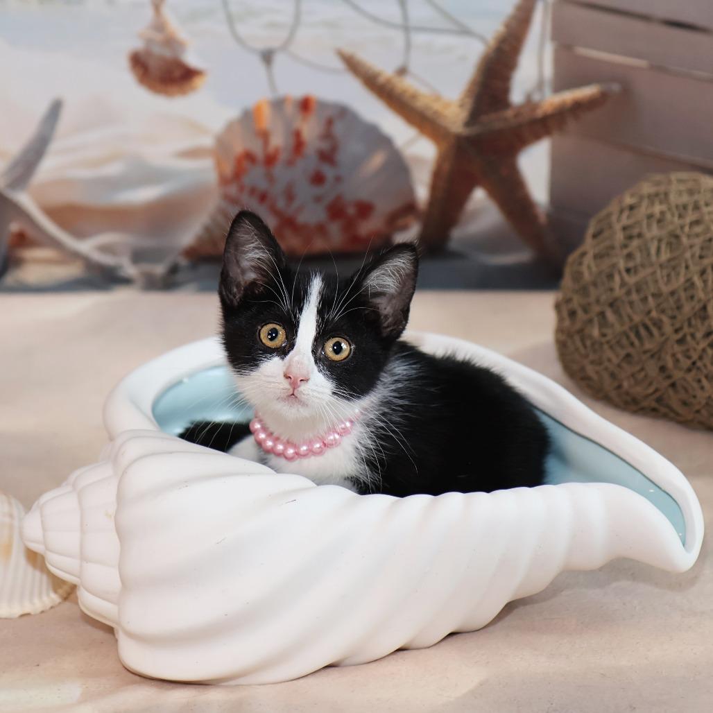Enlarge Tuesday, a Adoptable Domestic Short Hair in FAIRWAY, KS image 6/6