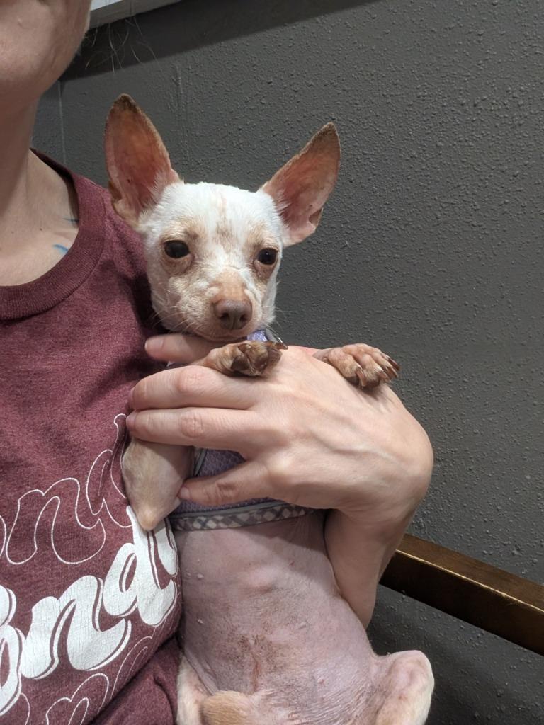 Gunner - hoarding case, Adoptable, Adult Male Chihuahua.