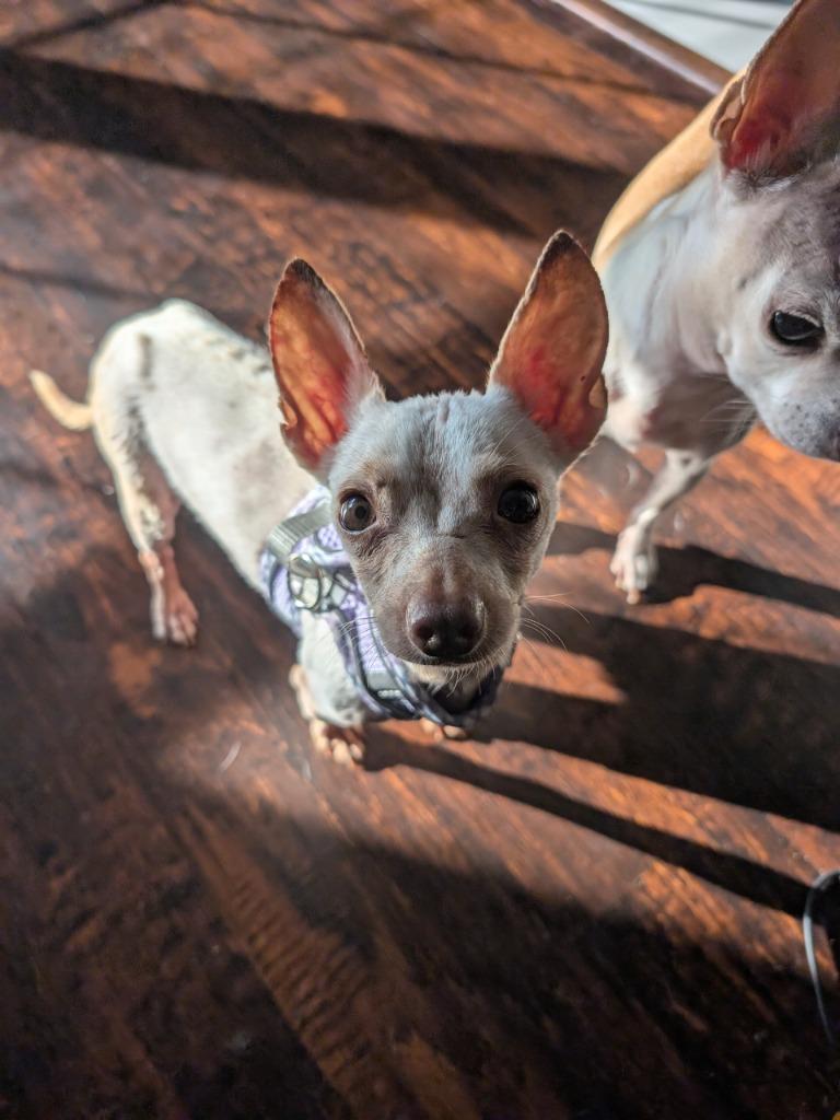 Gunner - hoarding case, a Adoptable Chihuahua in Bryan, TX image 2/6