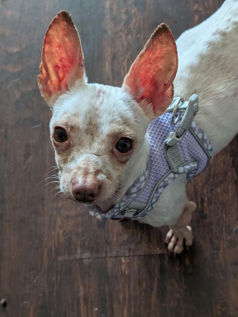 Gunner - hoarding case, a Adoptable Chihuahua in Bryan, TX image 3/6
