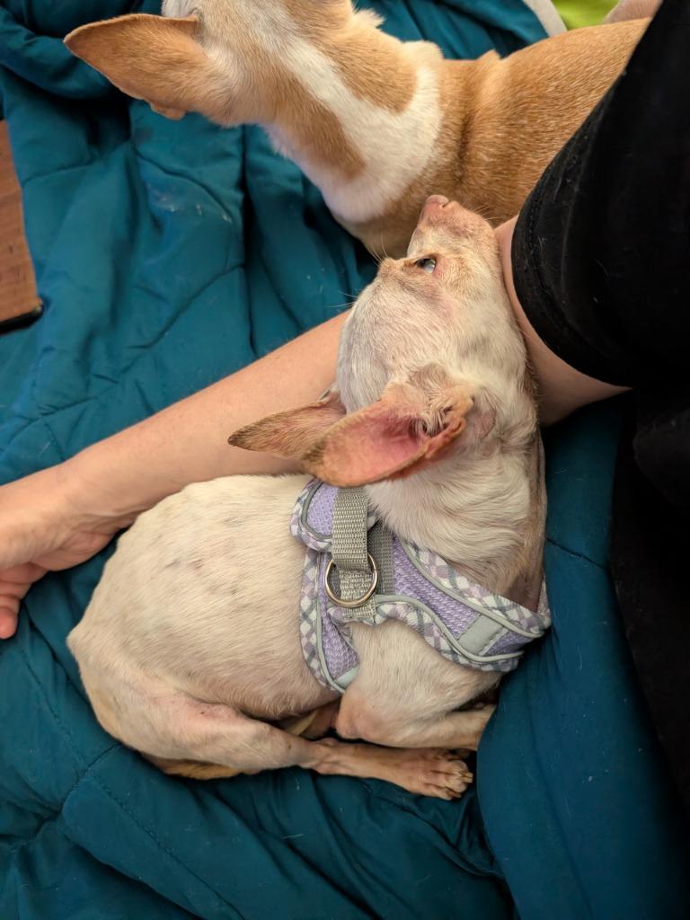 Gunner - hoarding case, a Adoptable Chihuahua in Bryan, TX image 4/6