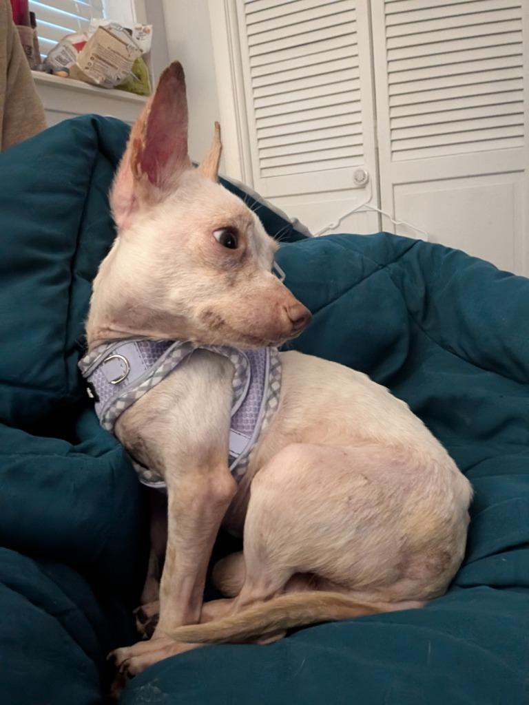 Gunner - hoarding case, a Adoptable Chihuahua in Bryan, TX image 5/6