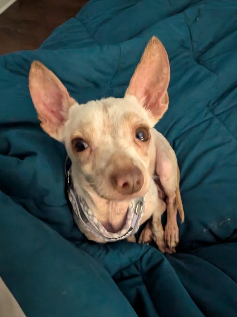 Gunner - hoarding case, a Adoptable Chihuahua in Bryan, TX image 6/6