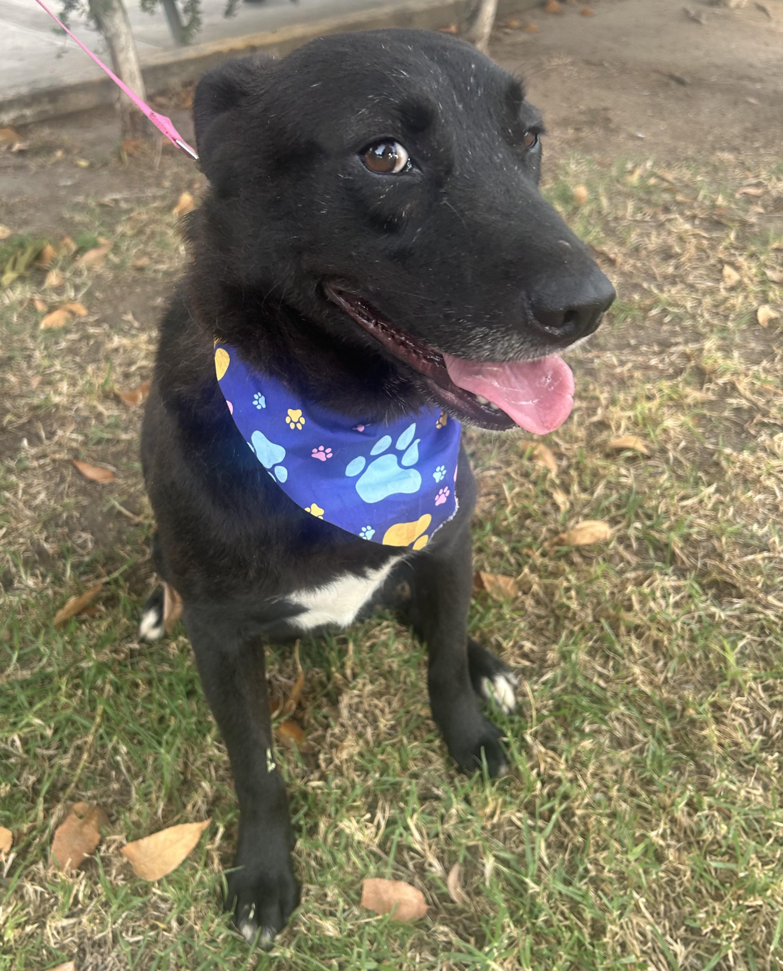 Enlarge ELSA, a Adoptable mixed breed in Bell Gardens, CA image 4/5