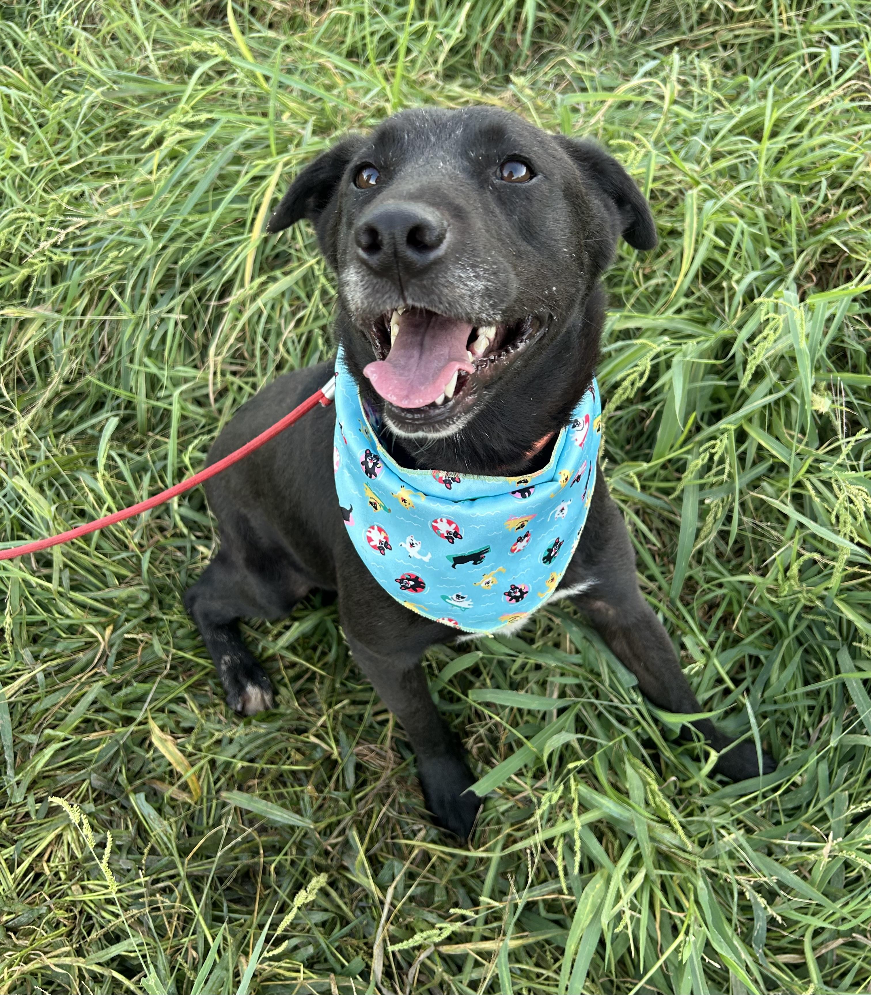 ELSA, Adoptable, Young Female Black Labrador Retriever.