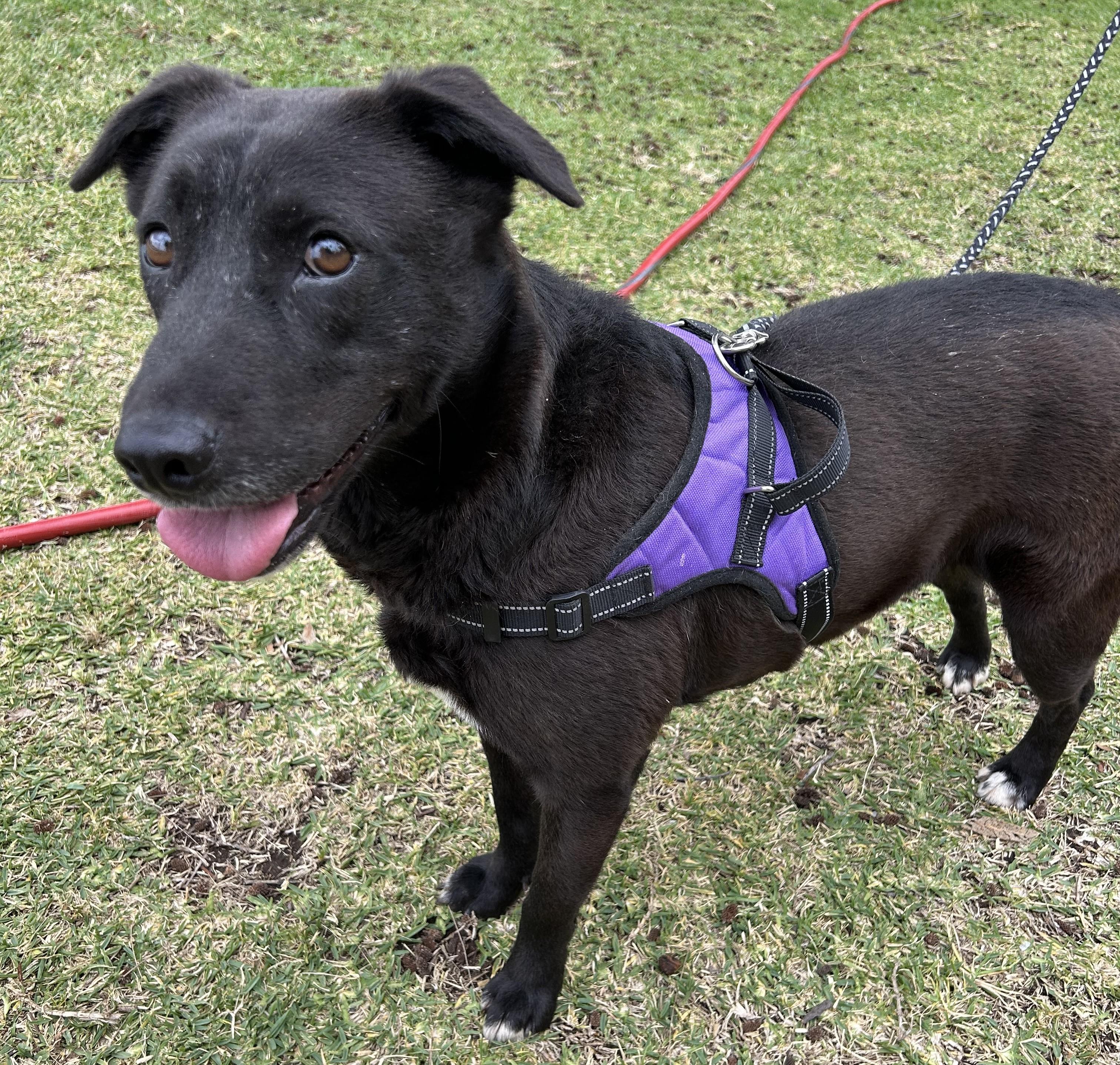 Enlarge ELSA, a Adoptable mixed breed in Bell Gardens, CA image 3/5