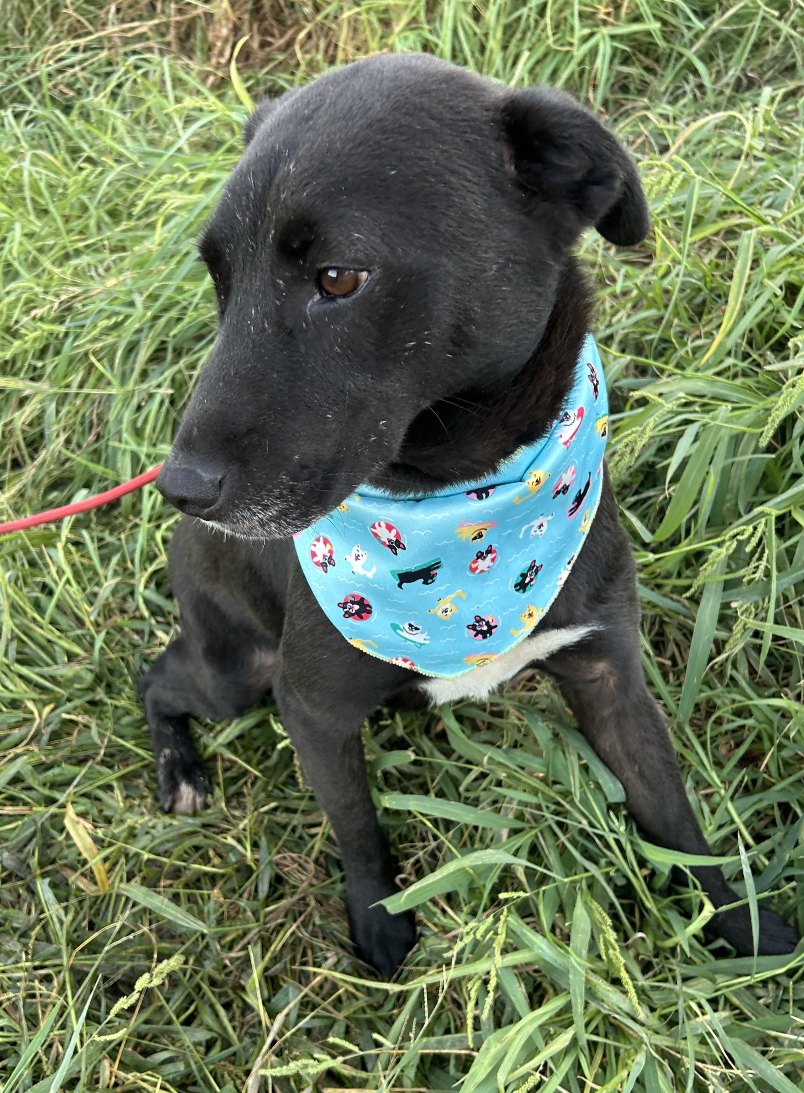 Enlarge ELSA, a Adoptable mixed breed in Bell Gardens, CA image 2/5