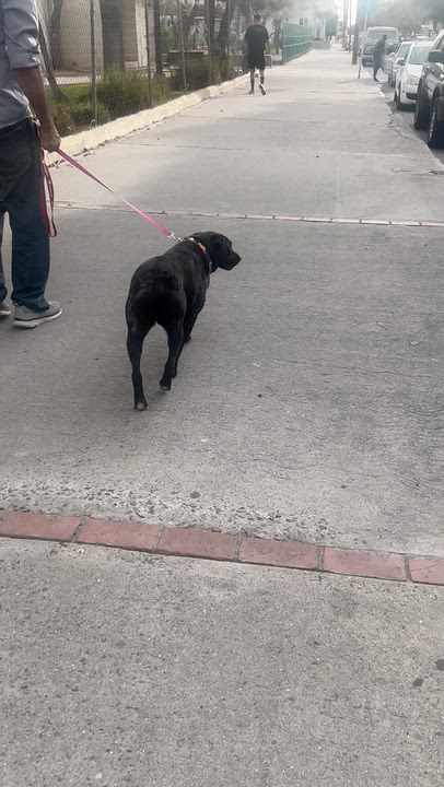 Enlarge ELSA, a Adoptable mixed breed in Bell Gardens, CA video 5/5