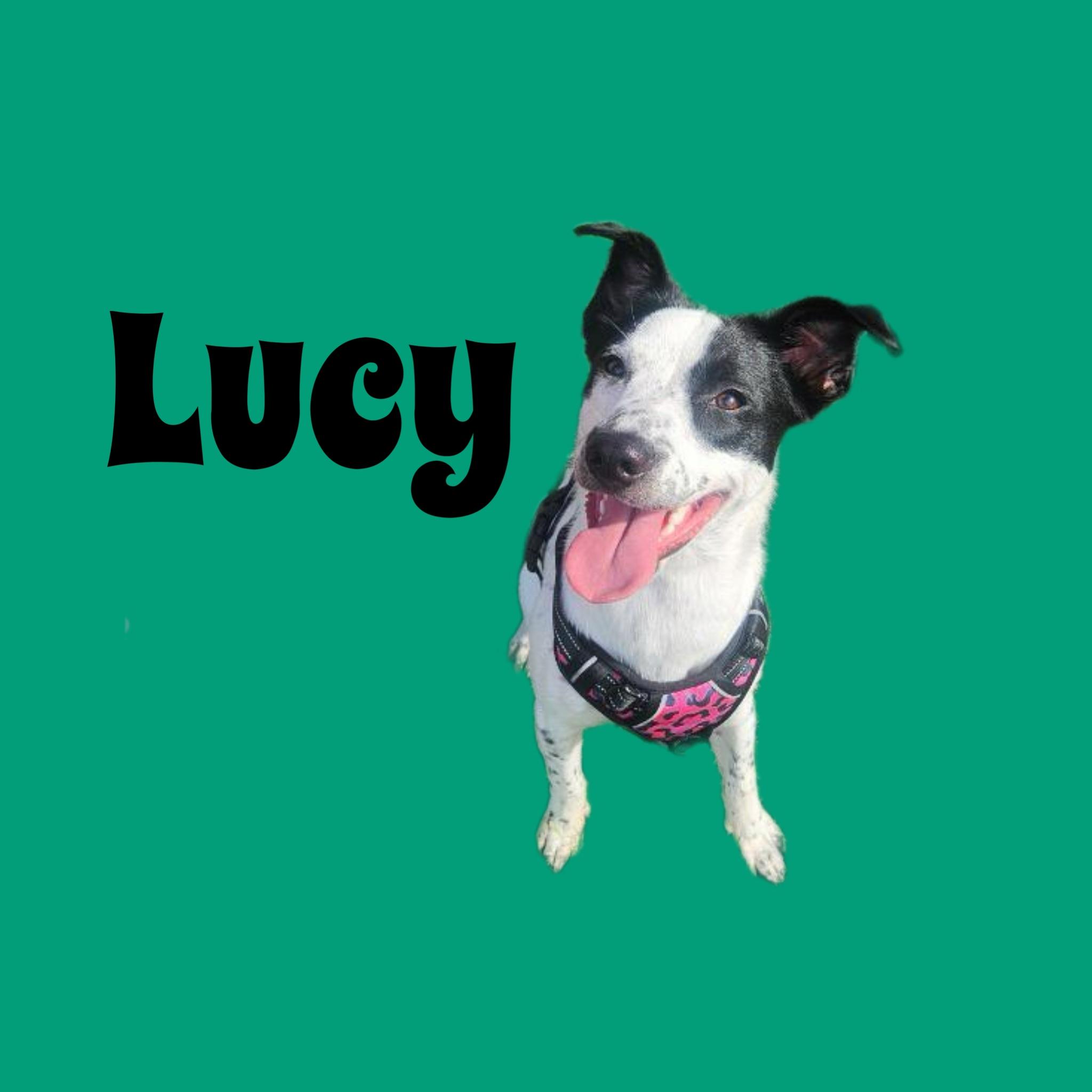 Lucy, adopted, Puppy Female Pit Bull Terrier & Miniature Schnauzer.
