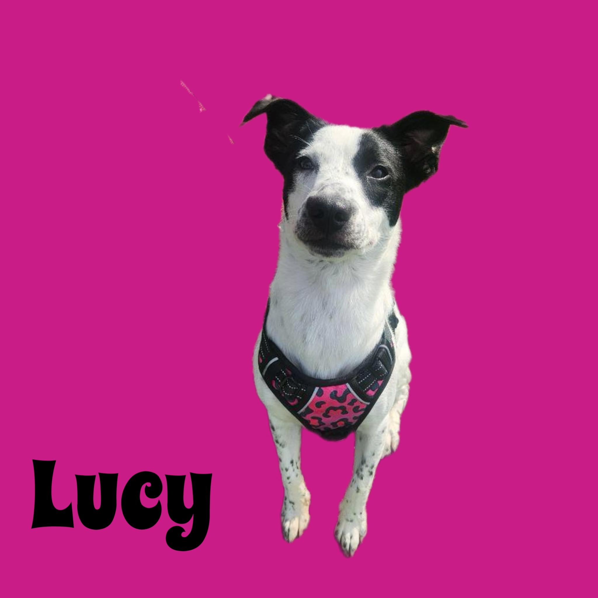 Lucy, an adopted mixed breed in Pantego, TX image 2/3