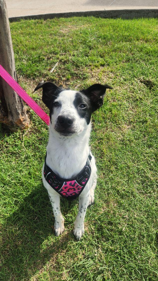 Lucy, an adopted mixed breed in Pantego, TX image 3/3