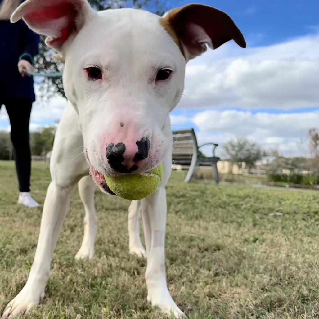 Commissioner thumbnail 2