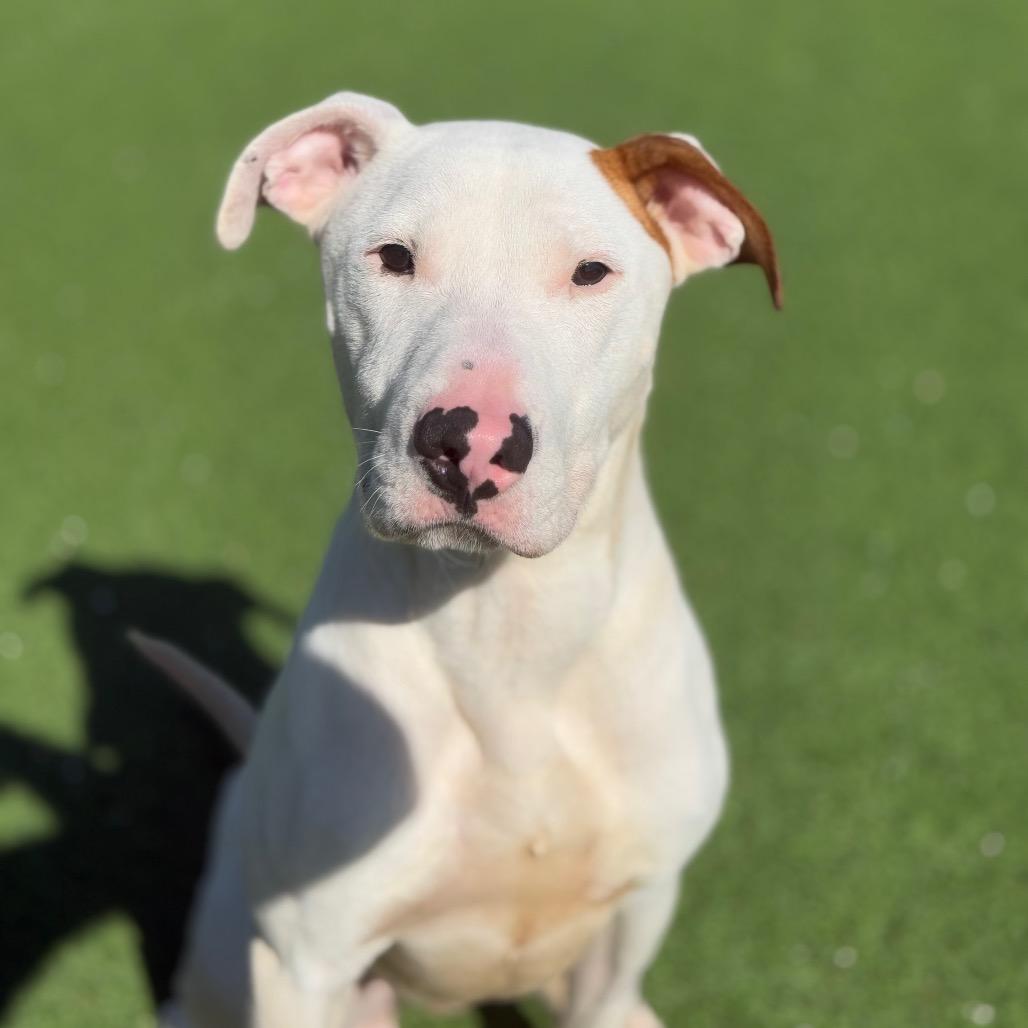 Commissioner thumbnail 4