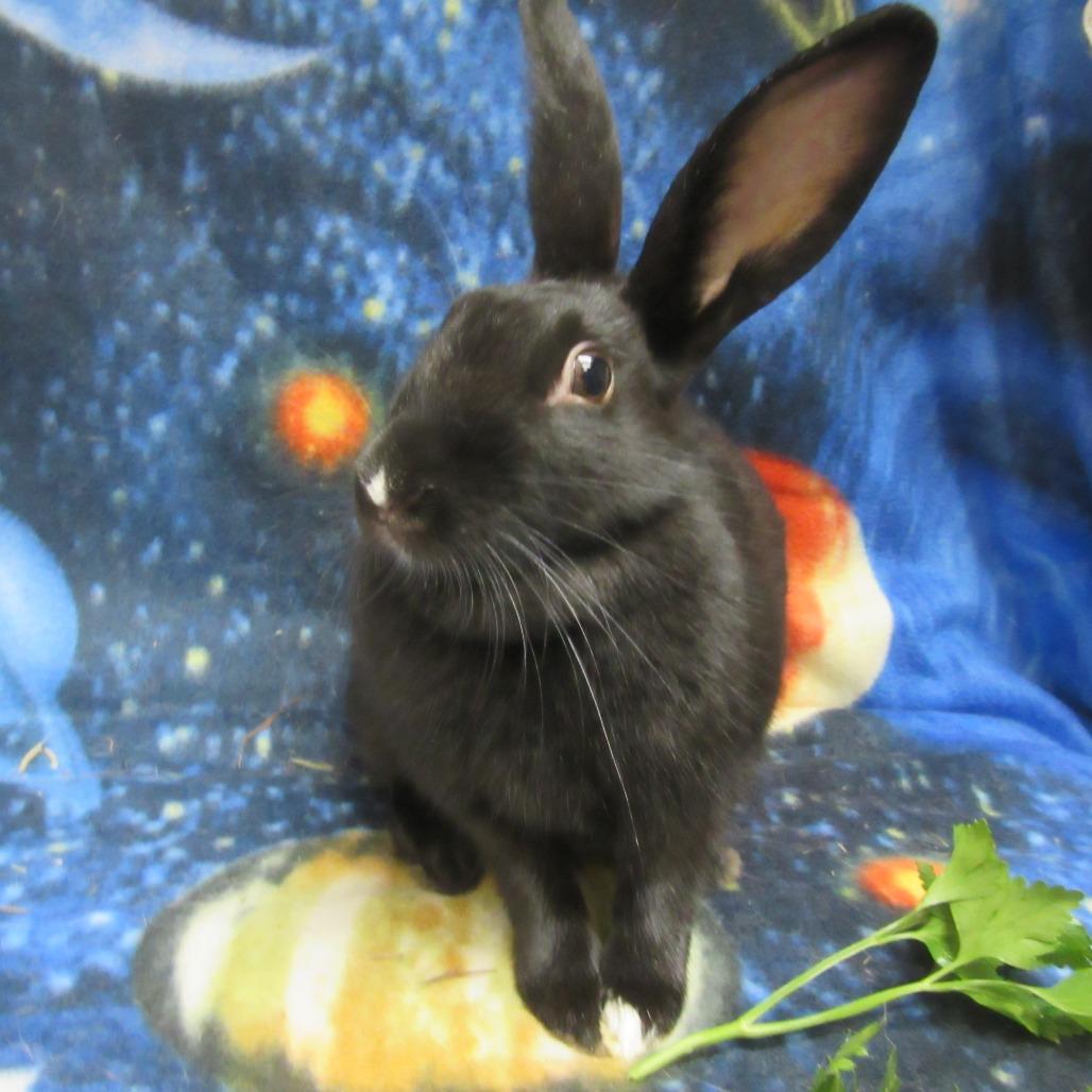 Wiolet, Adoptable, Young Female Dutch & Bunny Rabbit.
