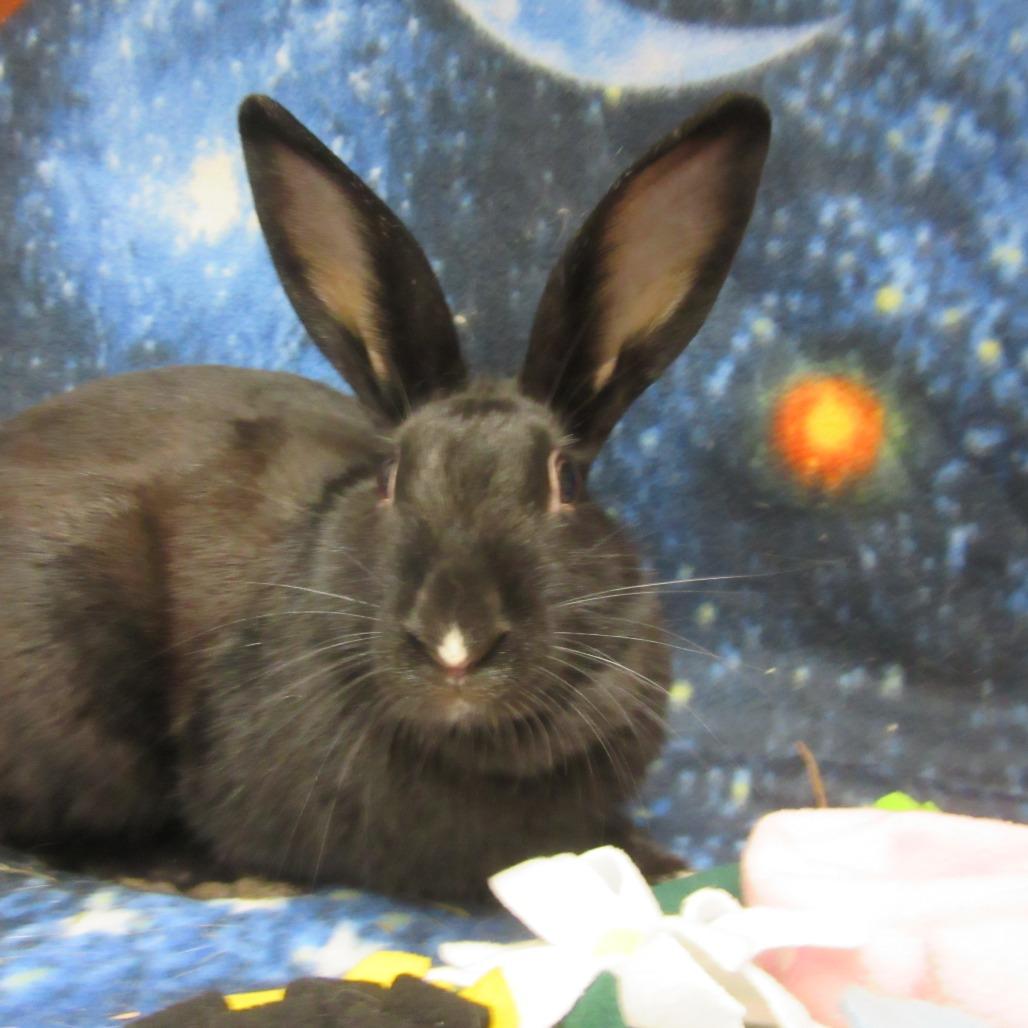 Enlarge Wiolet, a Adoptable mixed breed in Newport, PA image 2/5