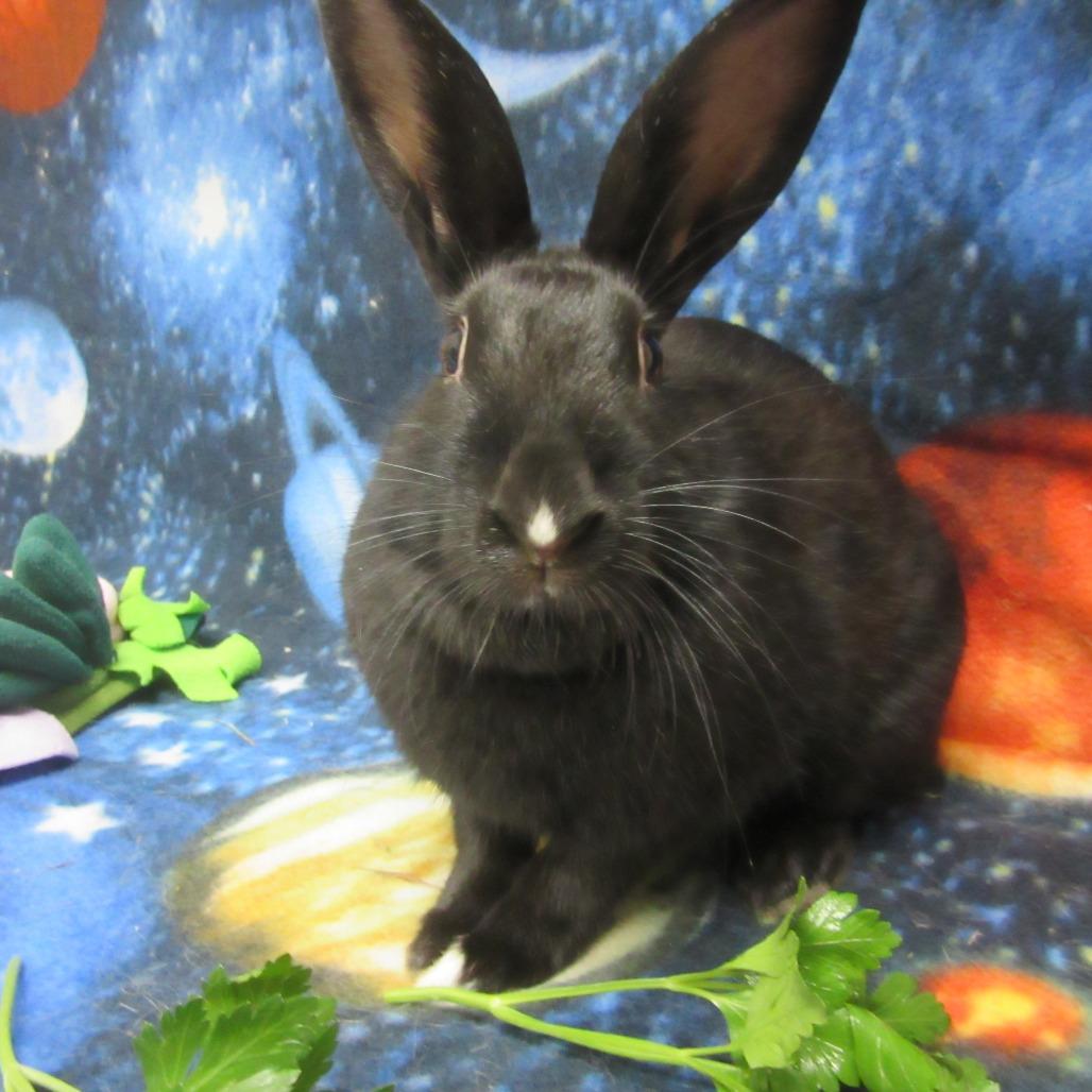 Enlarge Wiolet, a Adoptable mixed breed in Newport, PA image 3/5