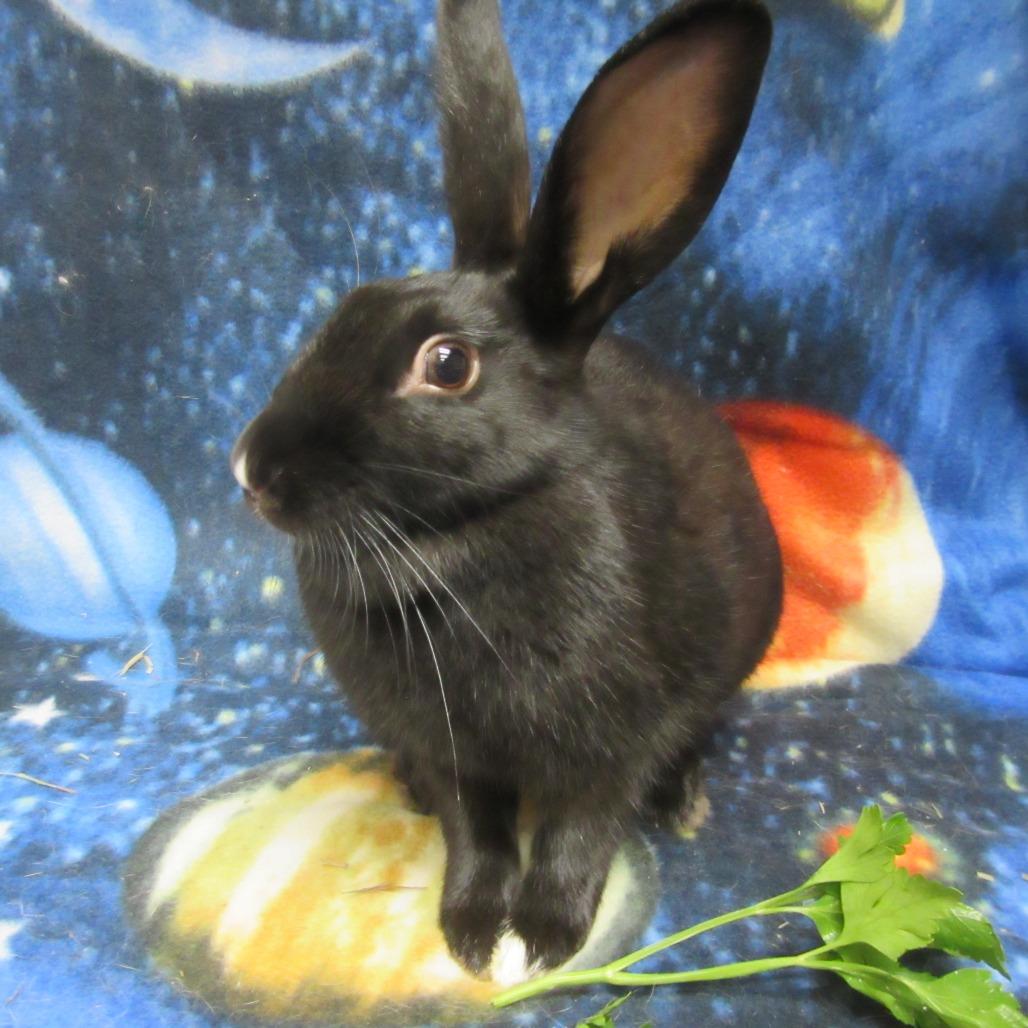 Enlarge Wiolet, a Adoptable mixed breed in Newport, PA image 4/5