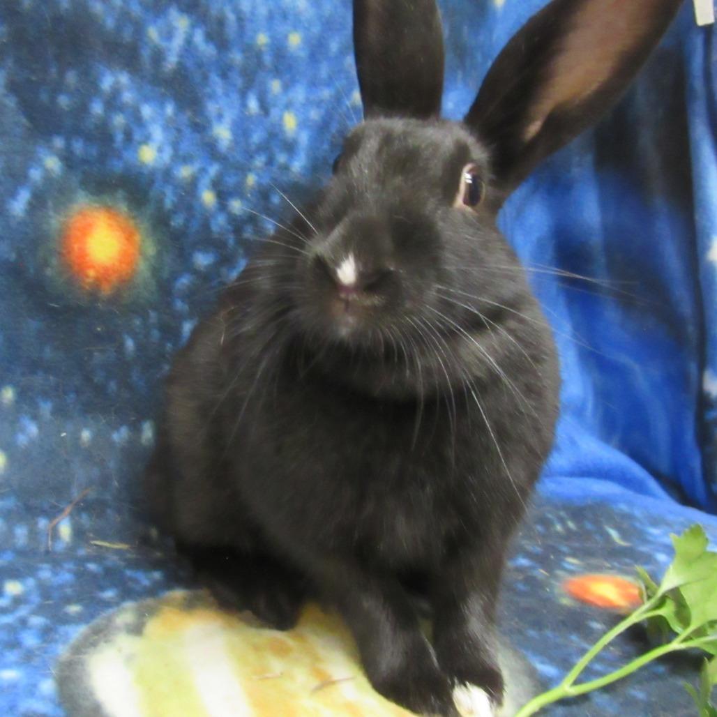 Enlarge Wiolet, a Adoptable mixed breed in Newport, PA image 5/5