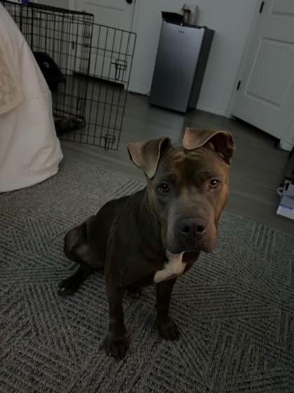 Princess Pancake Stack (In Foster), Adoptable, Adult Female Pit Bull Terrier & Mixed Breed.