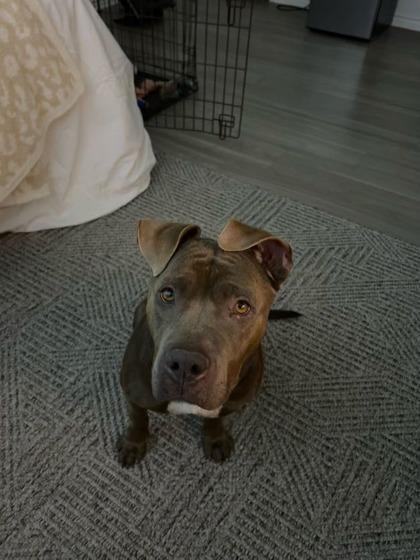 Enlarge Princess Pancake Stack (In Foster), a Adoptable mixed breed in San Marcos, TX image 2/3