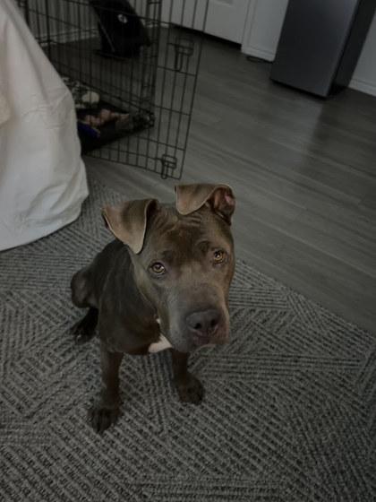 Enlarge Princess Pancake Stack (In Foster), a Adoptable mixed breed in San Marcos, TX image 3/3