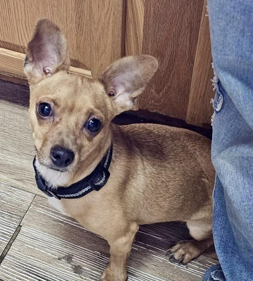 Enlarge Luther, a Adoptable Chihuahua in Pocatello, ID image 2/3