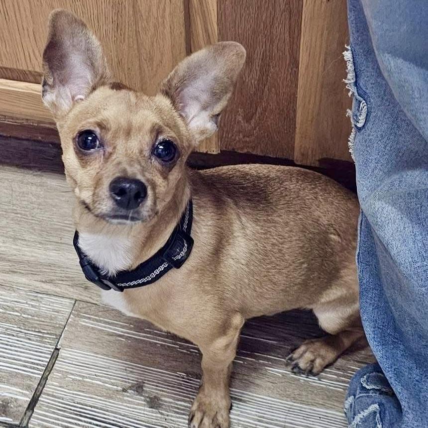 Enlarge Luther, a Adoptable Chihuahua in Pocatello, ID image 1/3