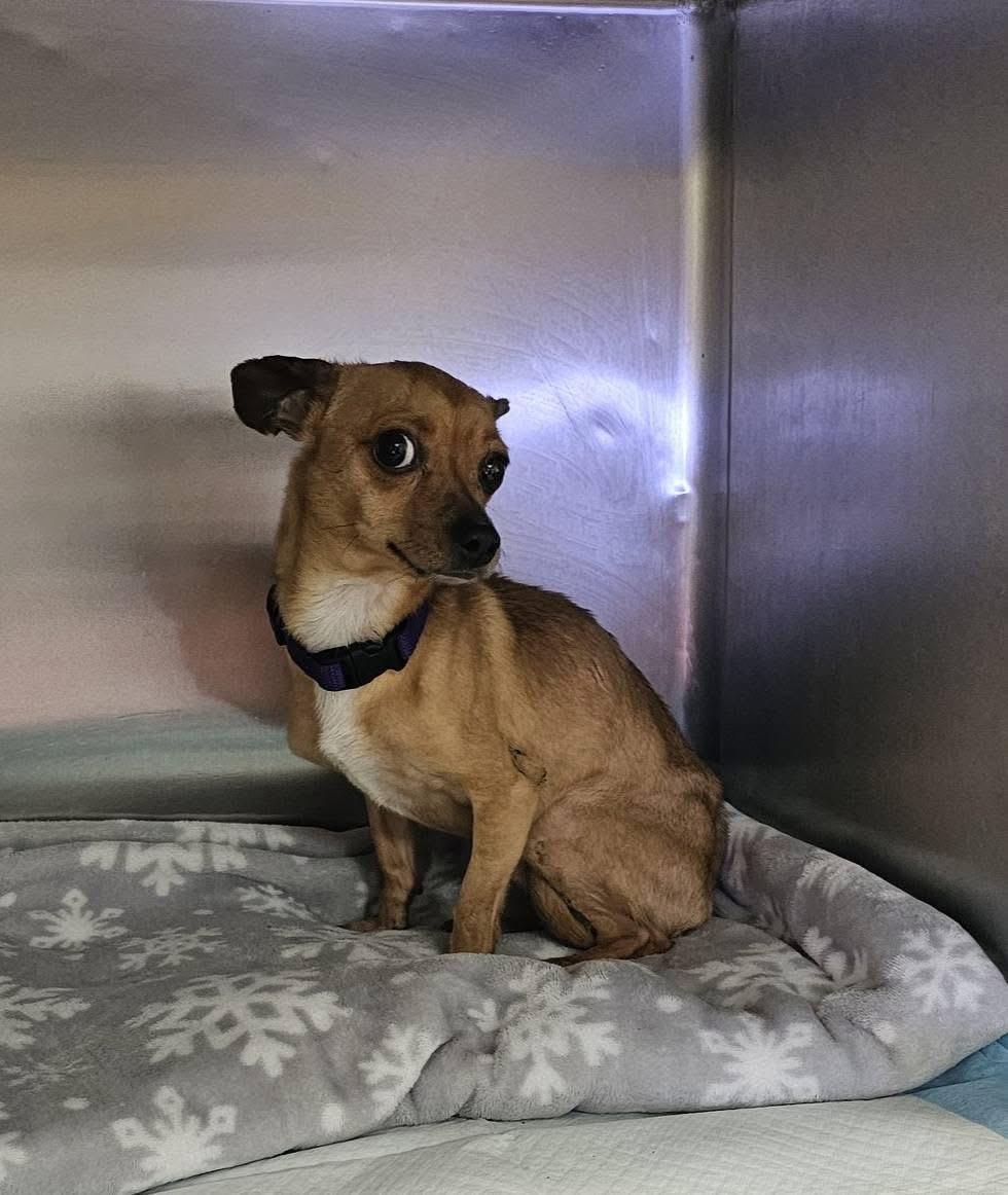 Enlarge Luther, a Adoptable Chihuahua in Pocatello, ID image 3/3