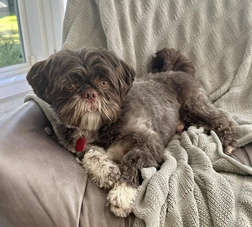 Hooper Turner, Adoptable, Young Male Shih Tzu & Lhasa Apso.