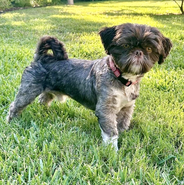 Enlarge Hooper Turner, a Adoptable mixed breed image 3/4