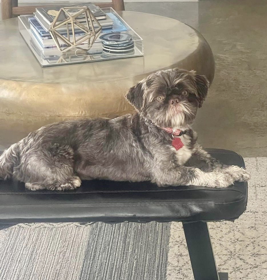 Enlarge Hooper Turner, a Adoptable mixed breed image 4/4