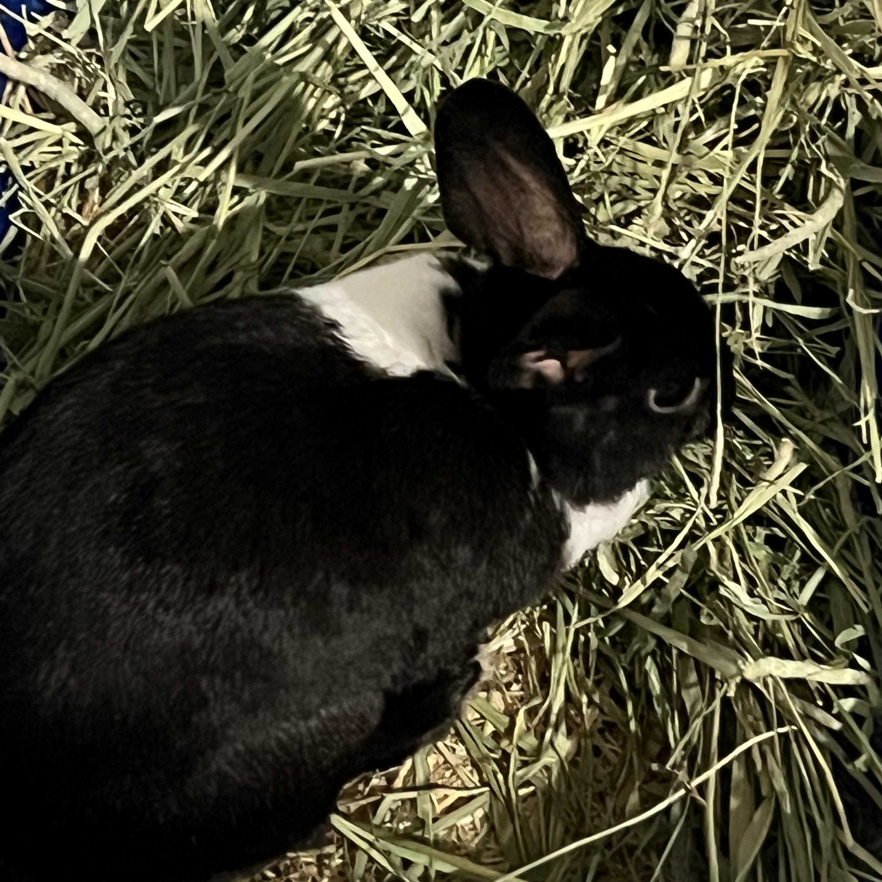 Enlarge Allie, a Adoptable Dutch in Huntsville, AL image 6/6