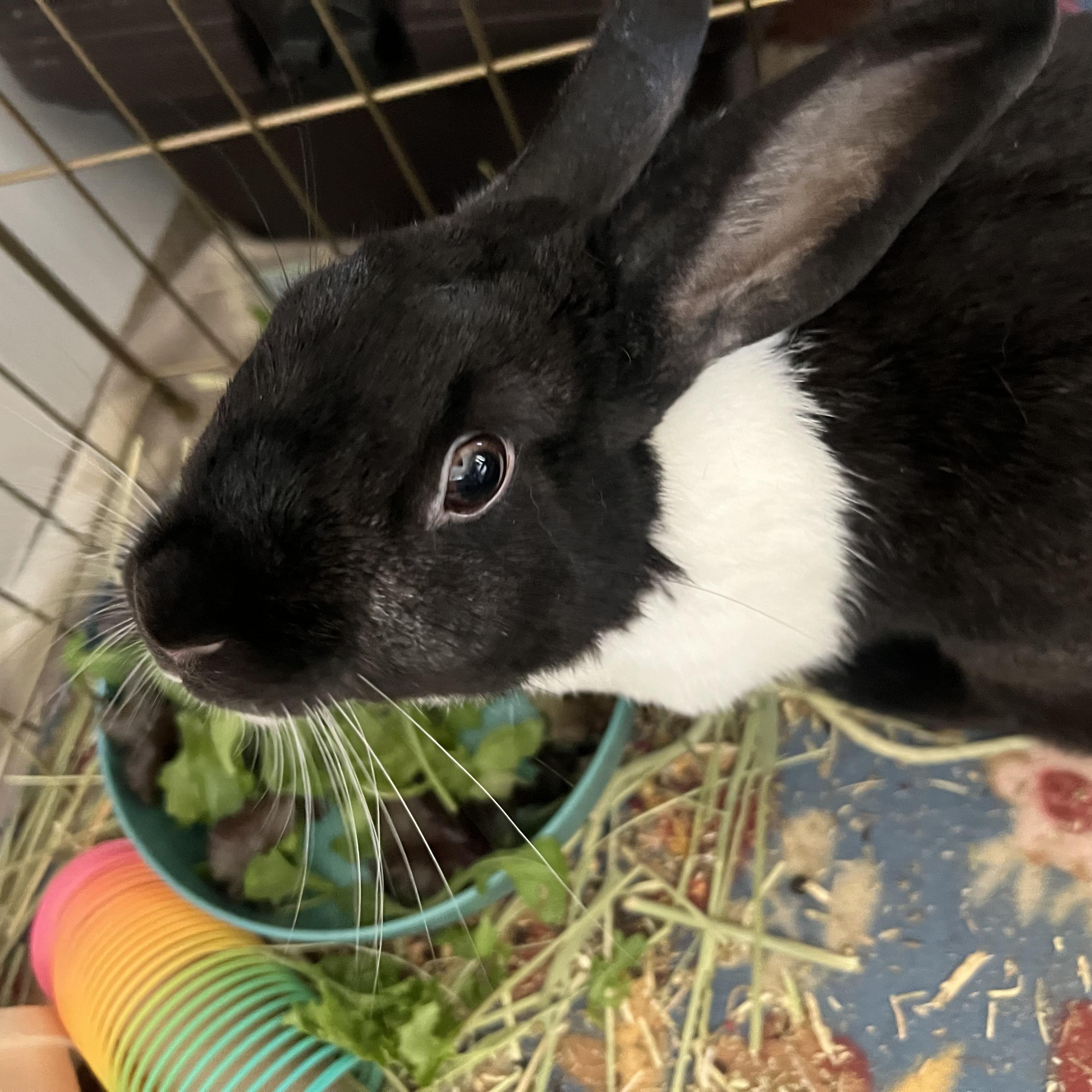 Allie, adoptable, Adult Female Dutch.