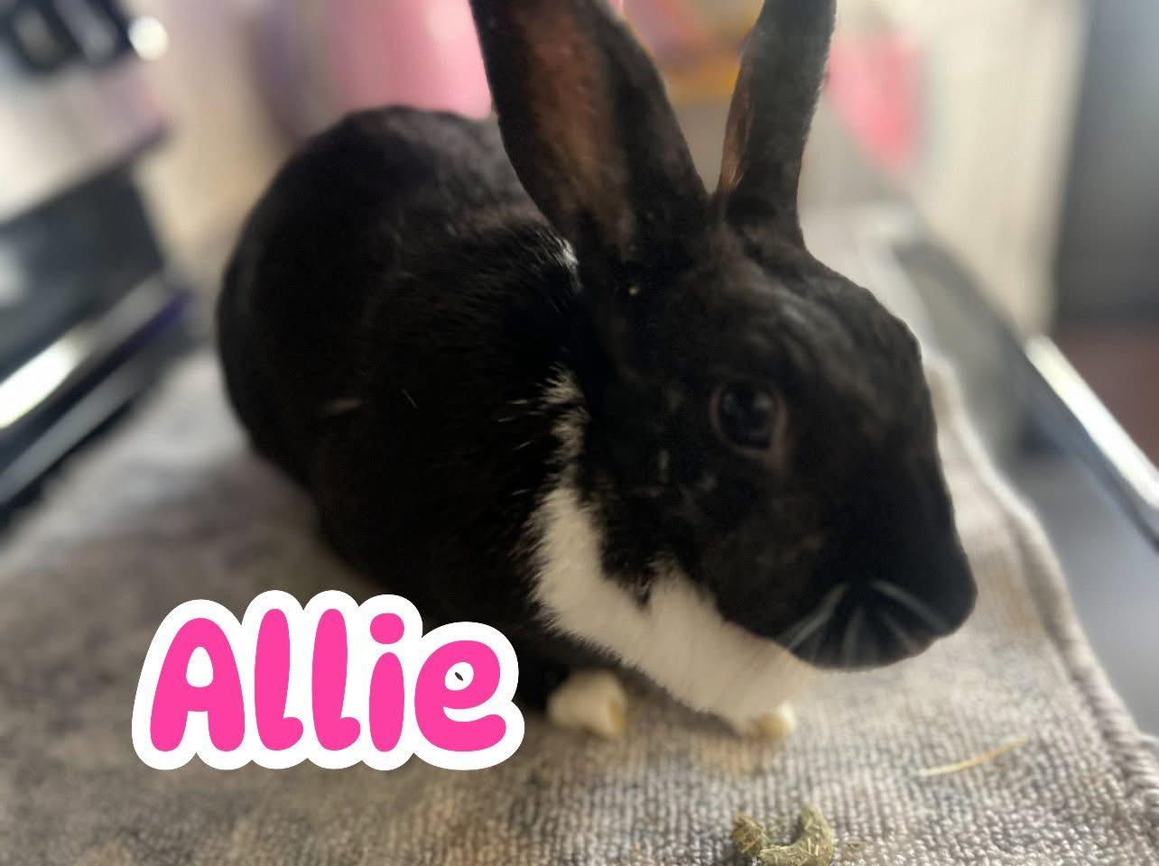 Enlarge Allie, a Adoptable Dutch in Huntsville, AL image 1/6