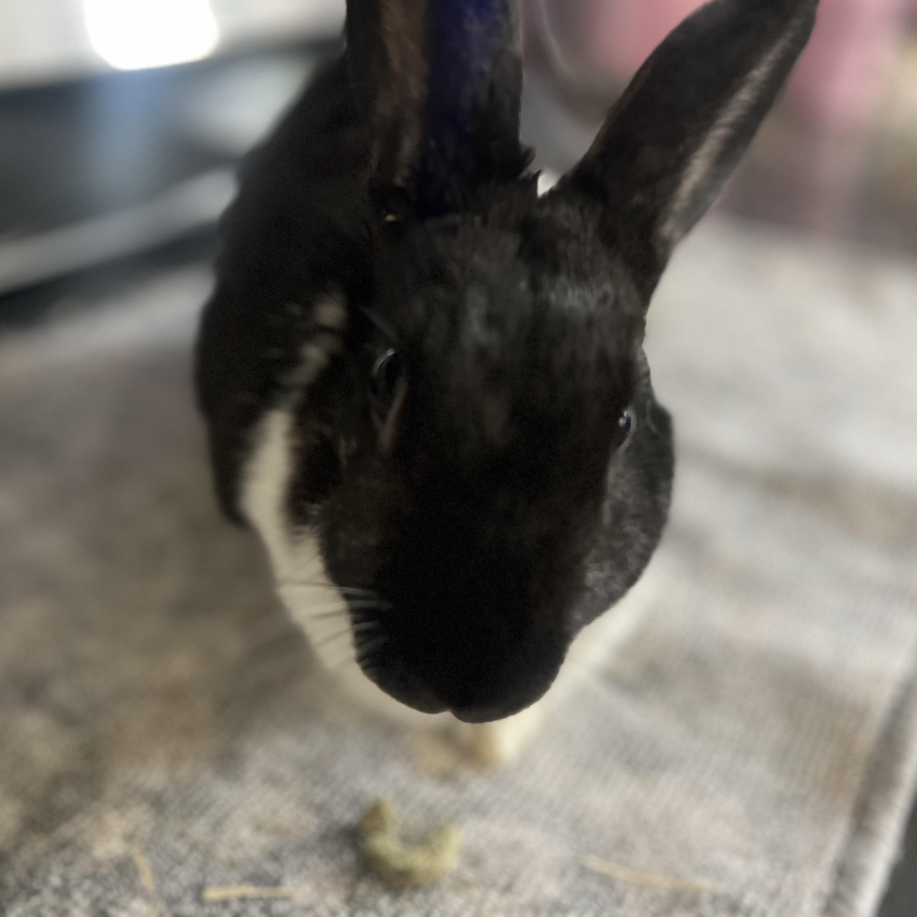 Enlarge Allie, a Adoptable Dutch in Huntsville, AL image 5/6