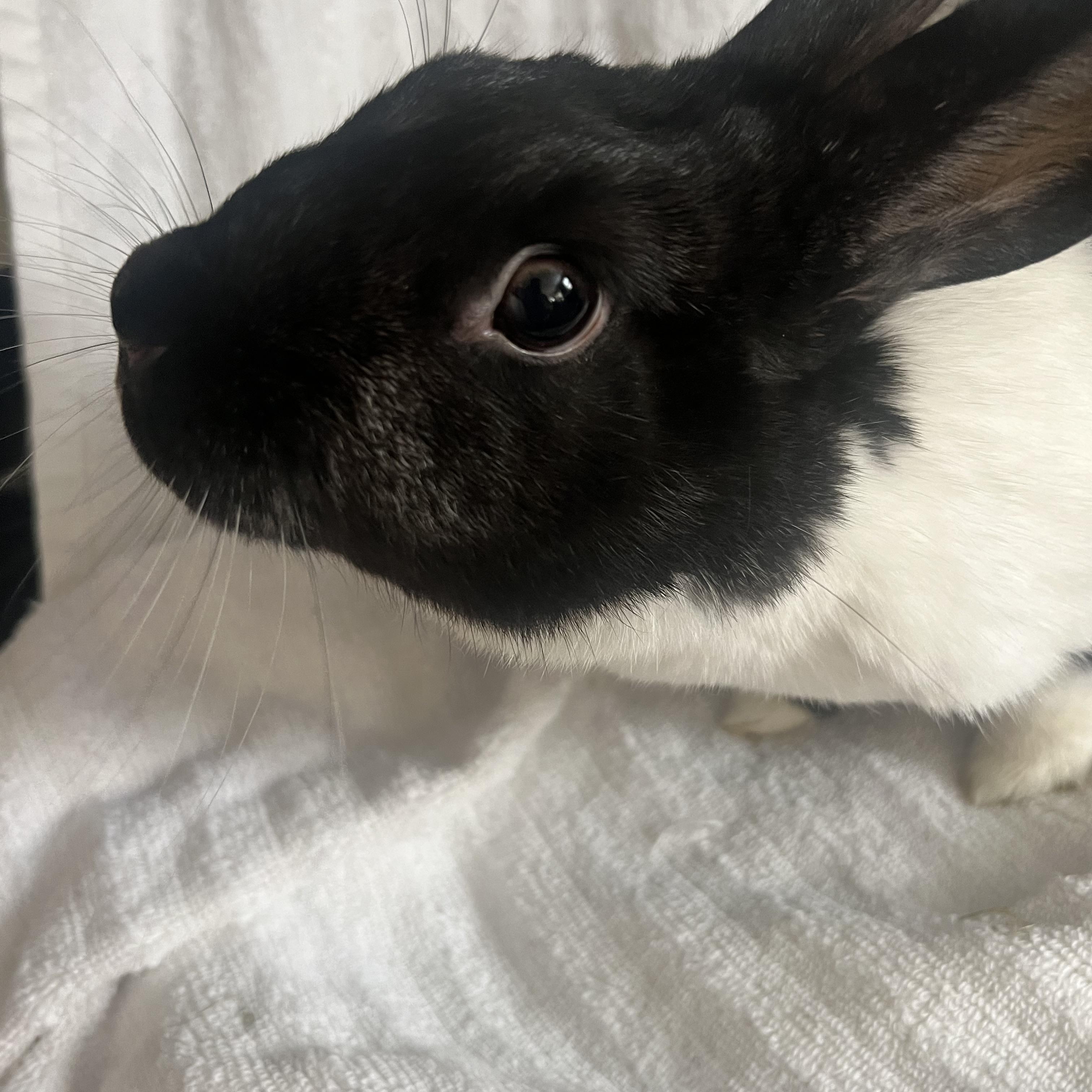 Enlarge Allie, a Adoptable Dutch in Huntsville, AL image 3/6