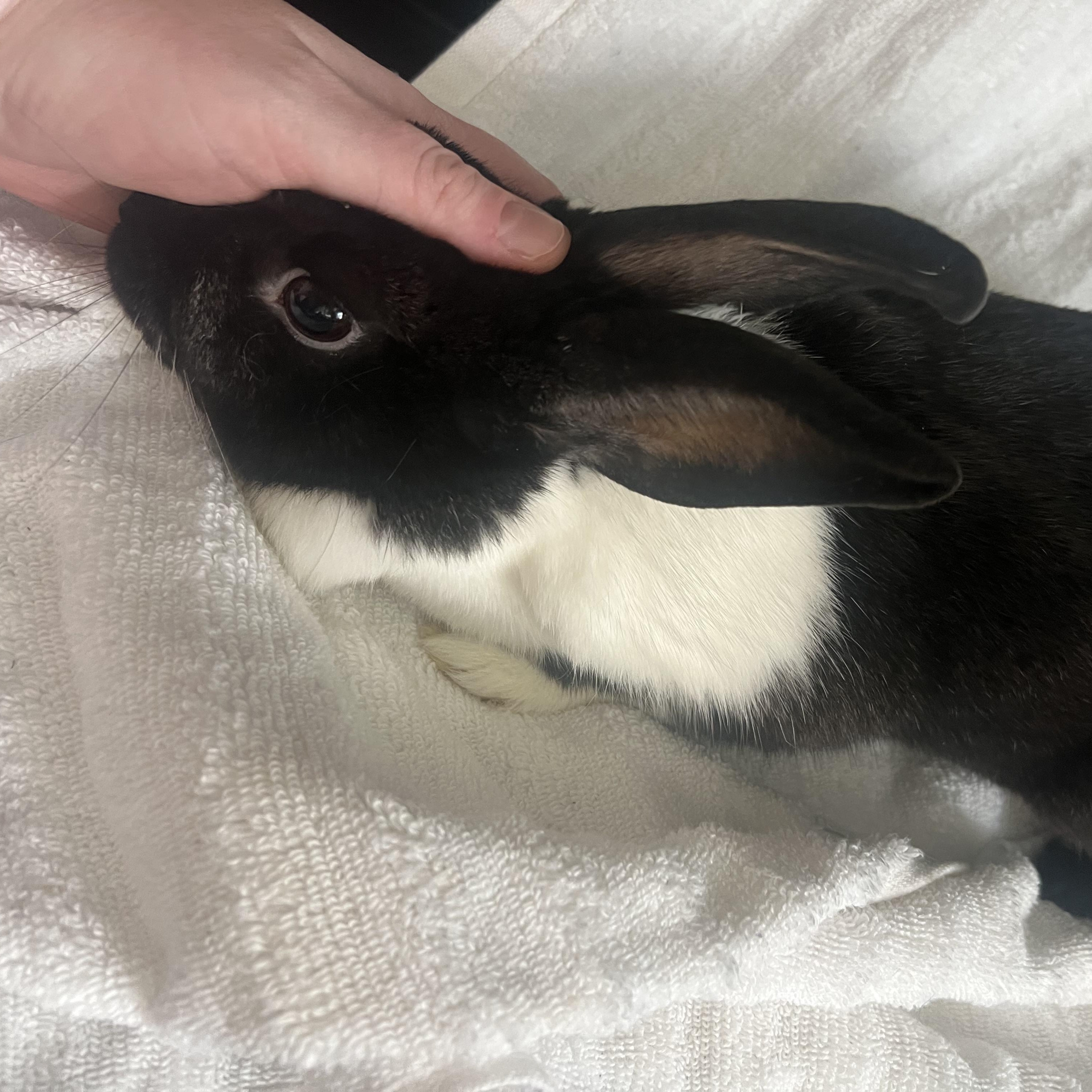 Enlarge Allie, a Adoptable Dutch in Huntsville, AL image 4/6